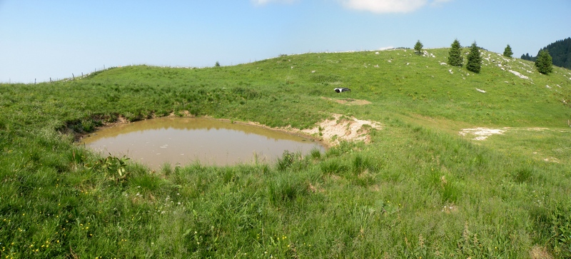 Girini - Rana temporaria